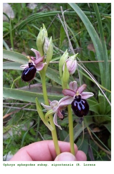 Ophrys sphegodes subsp. sipontensis (R. Lorenz & Gembardt) H. A. Pedersen & Faurh.